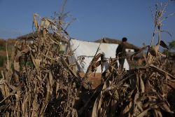 Überschwemmungen und Taifune setzten diesen Getreidefeldern zu und zerstörten die Ernte. Foto: alertnet.org/Tim Large