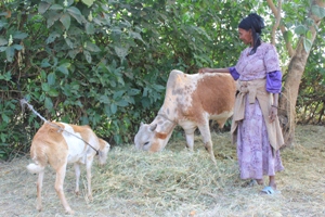 Wer es sich leisten kann, schlachtet gemeinsam mit Freunden und Nachbarn ein Rind oder eine Ziege. Ansonsten gibt es Speisen mit Huhn. Foto: humedica/Ruth Bücker