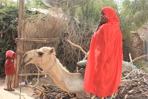 Kamele in der Stadt sind in Jijiga keine Seltenheit. Foto: humedica/Ruth Bücker