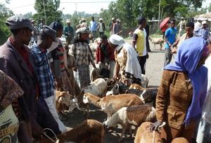 In ein paar Jahren werden auch die humedica-Patenfamilien junge Ziegen verkaufen können und zu ihrem eigenen Erwerb beitragen. Foto: humedica/Steven Hofmann