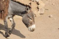 Krankentransporte werden durch eine Esels-Stärke betrieben