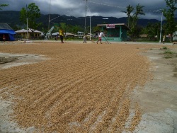 Reis stellt das Hauptnahrungsmittel der Philippiner dar und ist Bestandteil von beinahe jeder Mahlzeit. Foto:humedica/Margret Müller.