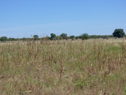 Was als Lebensgrundlage für eine Familie diente, wurde durch die Überschwemmungen zerstört: ein Hirsefeld, welches zum jetzigen Zeitpunkt ursprünglich hätte abgeerntet sein sollen. Foto: humedica/Maren Kuchler