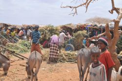 Einrichten für ein Leben im Flüchtlingslager. Der "Marktplatz" von Melkadida. Foto: humedica/Stefan Herla
