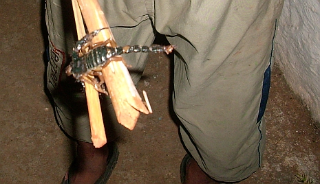 Das Gift des Indien vorkommenden schwarzen Skorpion wirkt ähnlich wie Schlangenbisse neurologisch und ist hochgiftig. Foto: PENIEL SOCIAL INSTITUTE