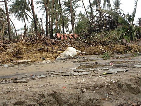 Überall liegen Tierkadaver. Hunderte Leichen konnten ebenfalls noch nicht beerdigt werden. Foto: humedica