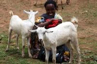 Sonderspende ermöglicht Ziegen für Jijiga