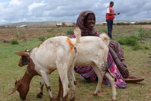 Die Ziegen stellen einen Baustein in dem Gefüge des humedica-Patenschaftsprogramms dar, in dem es um die Hilfe zur Selbsthilfe geht. Foto: humedica/Steven Hofmann