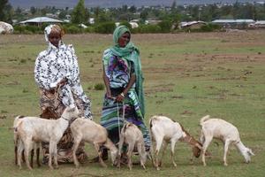 Die Ziegen geben den neuen Besitzern Milch und Fleisch, ermöglichen darüber hinaus aber auch die Erwirtschaftung eines eigenen Einkommens. Foto: humedica/Steven Hofmann