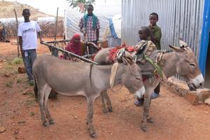 Mit dem Eselskarren zur Behandlung: bei der zunächst skeptischen und verängstigten Esho konnte ein dringend benötigter und lebensverändernder Eingriff vorgenommen werden. Foto: humedica/Antje Weber