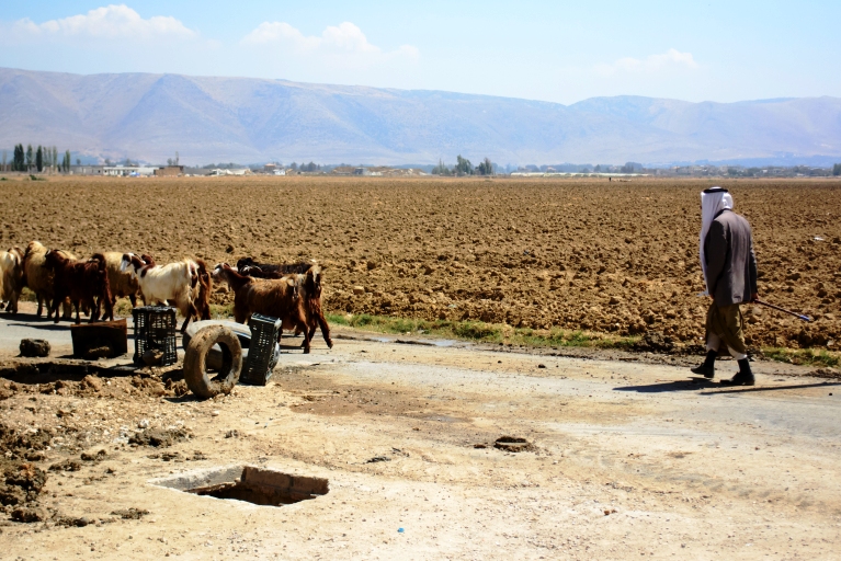 Um zu überleben, arbeiten viele Flüchtlinge als Aushilfskräfte in der Land- und Viehwirtschaft. Foto: Mohammad Chaddad