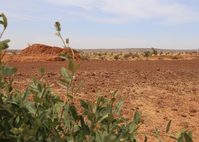 Die Landschaft zwischen Niamey und Maradi ist vor allem von Sand und Büschen geprägt. Foto:humedica