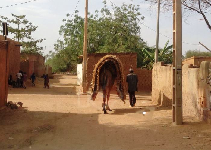 Können einem im Niger auch auf der Straße begegnen: Kamele, mal mit Last, mal freilaufend. Foto:humedica