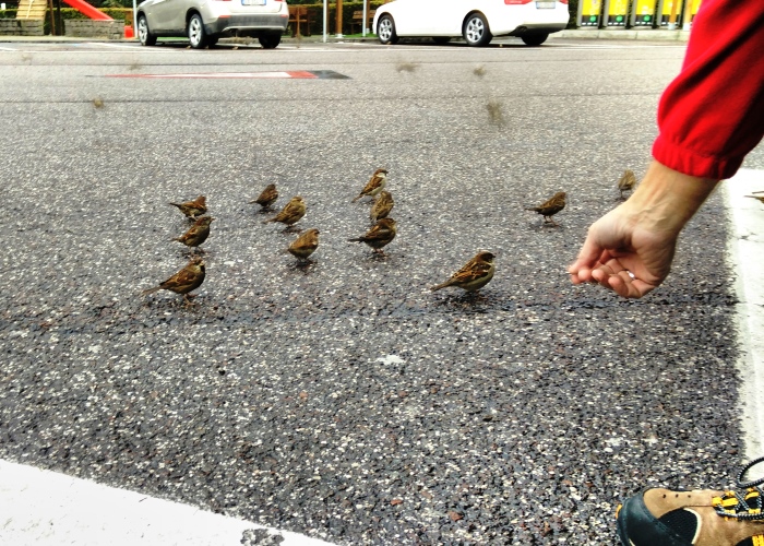 Spatzen füttern auf der Hinfahrt, eine willkommene Abwechslung. Foto:humedica
