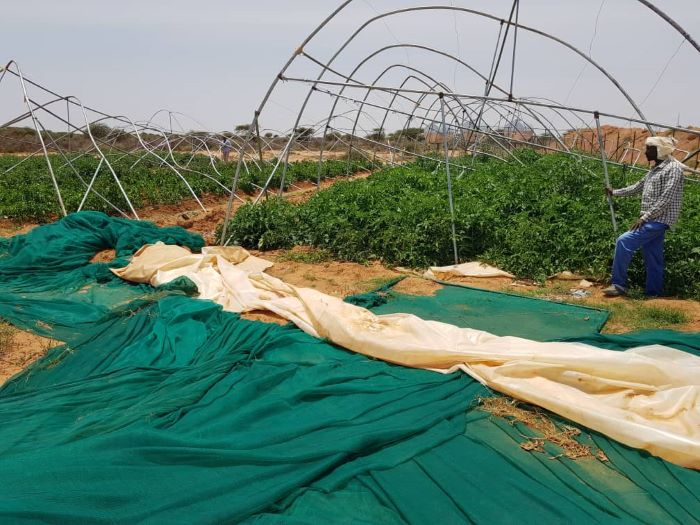 Die Gewächshäuser wurden durch den Sturm komplett zerstört. Foto: Tearfund Deutschland